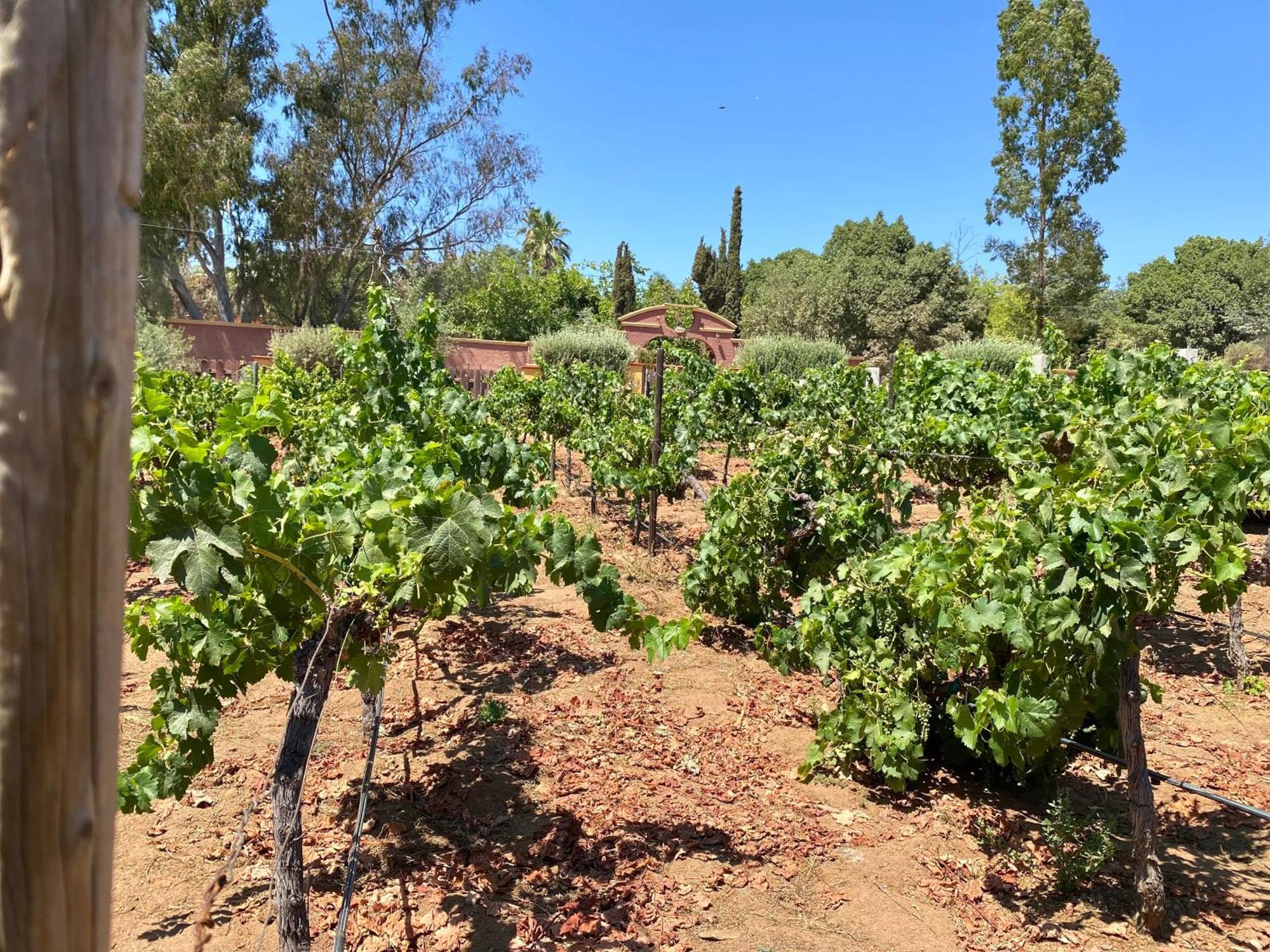 Tierra Mia Hacienda Ruta Del Vino Hotel Valle de Guadalupe Kültér fotó
