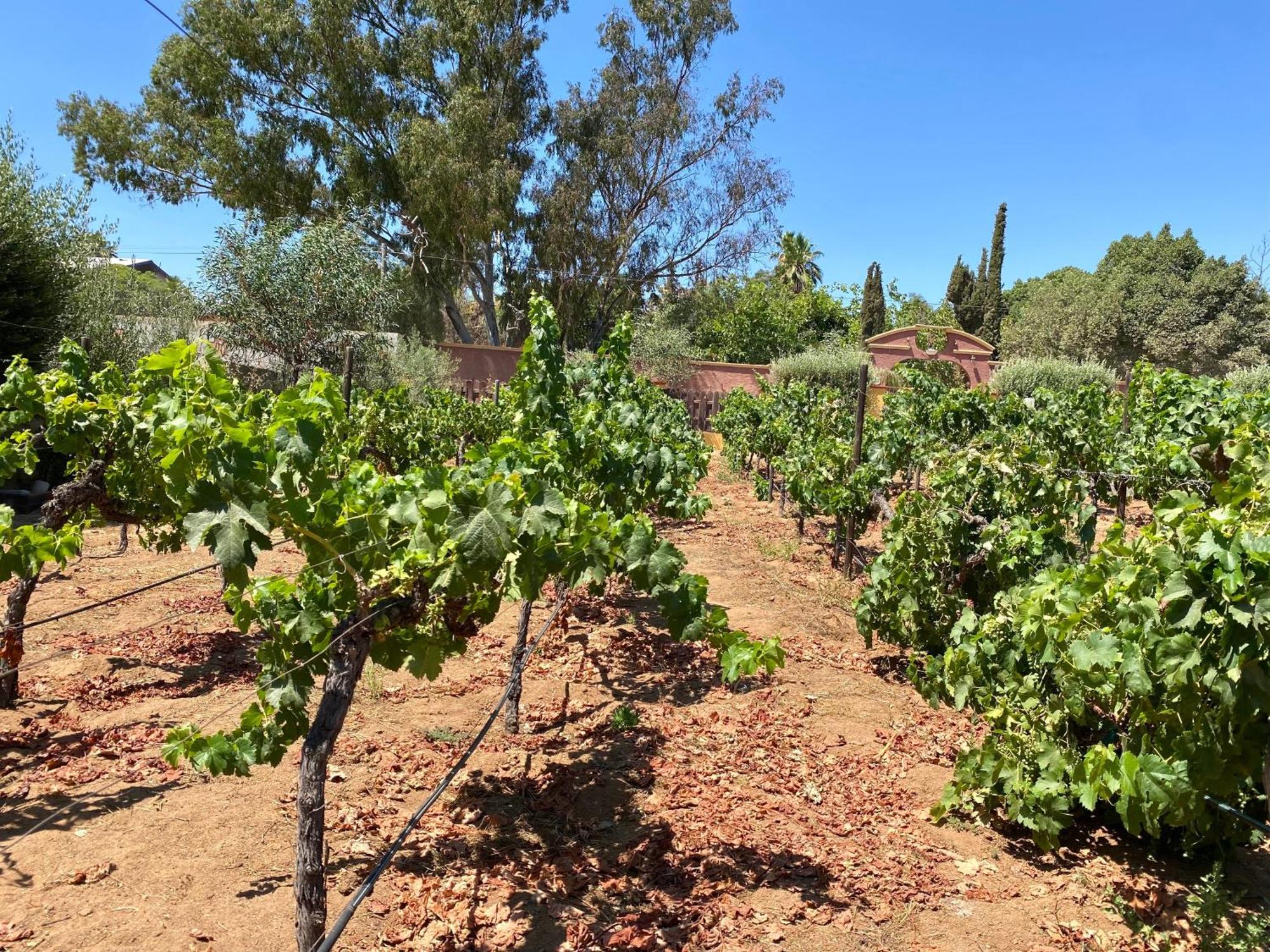 Tierra Mia Hacienda Ruta Del Vino Hotel Valle de Guadalupe Kültér fotó
